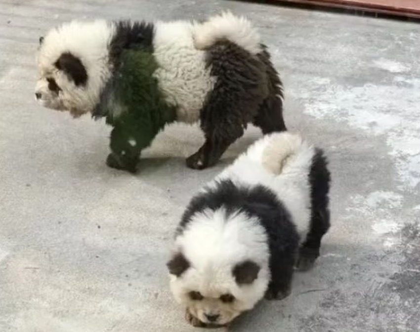 Panda